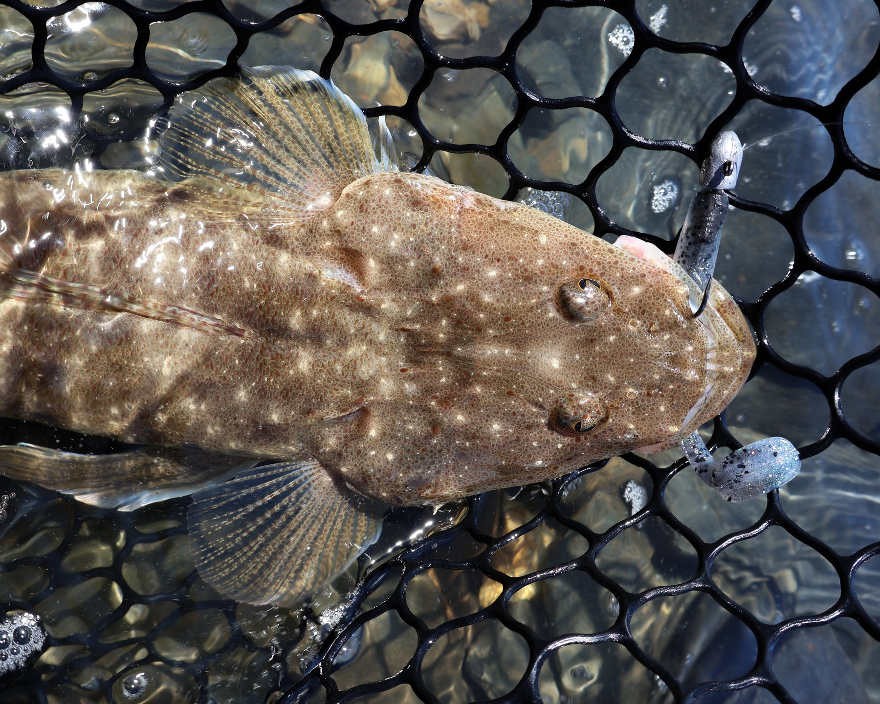 Guide to Land-Based Flathead Fishing with Lures