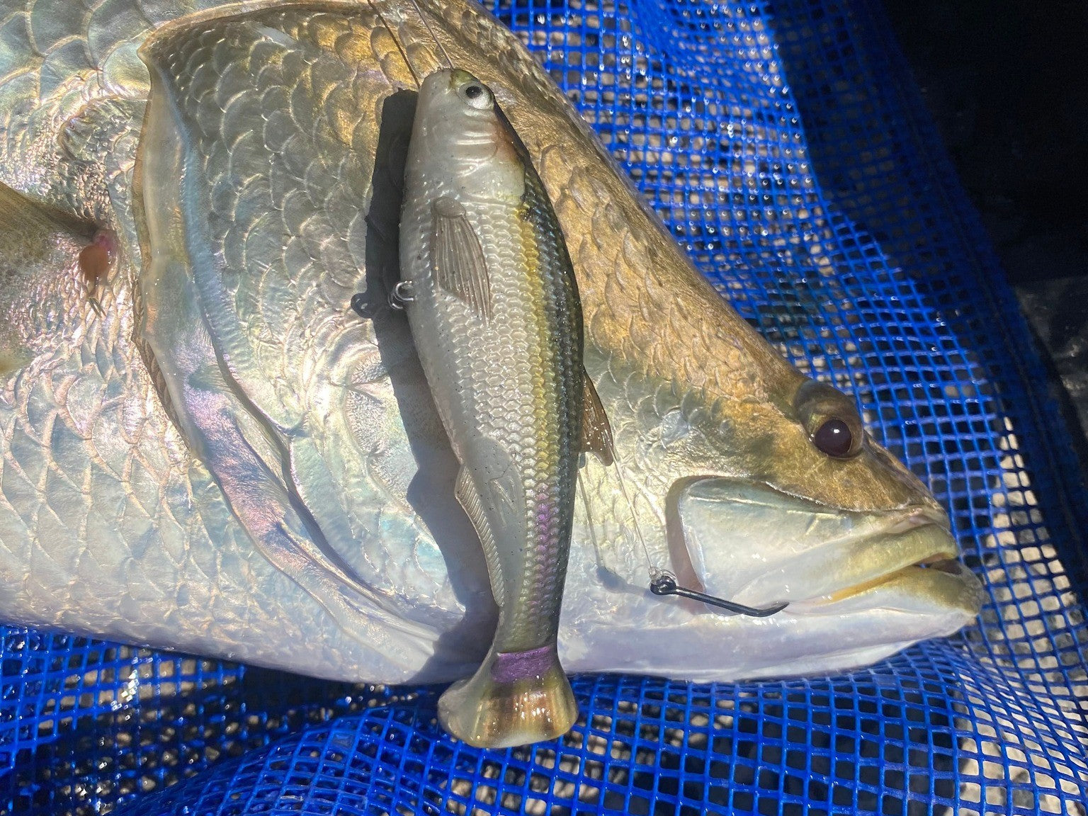 How to Rig the ZMan Shadtron LT Swimbait