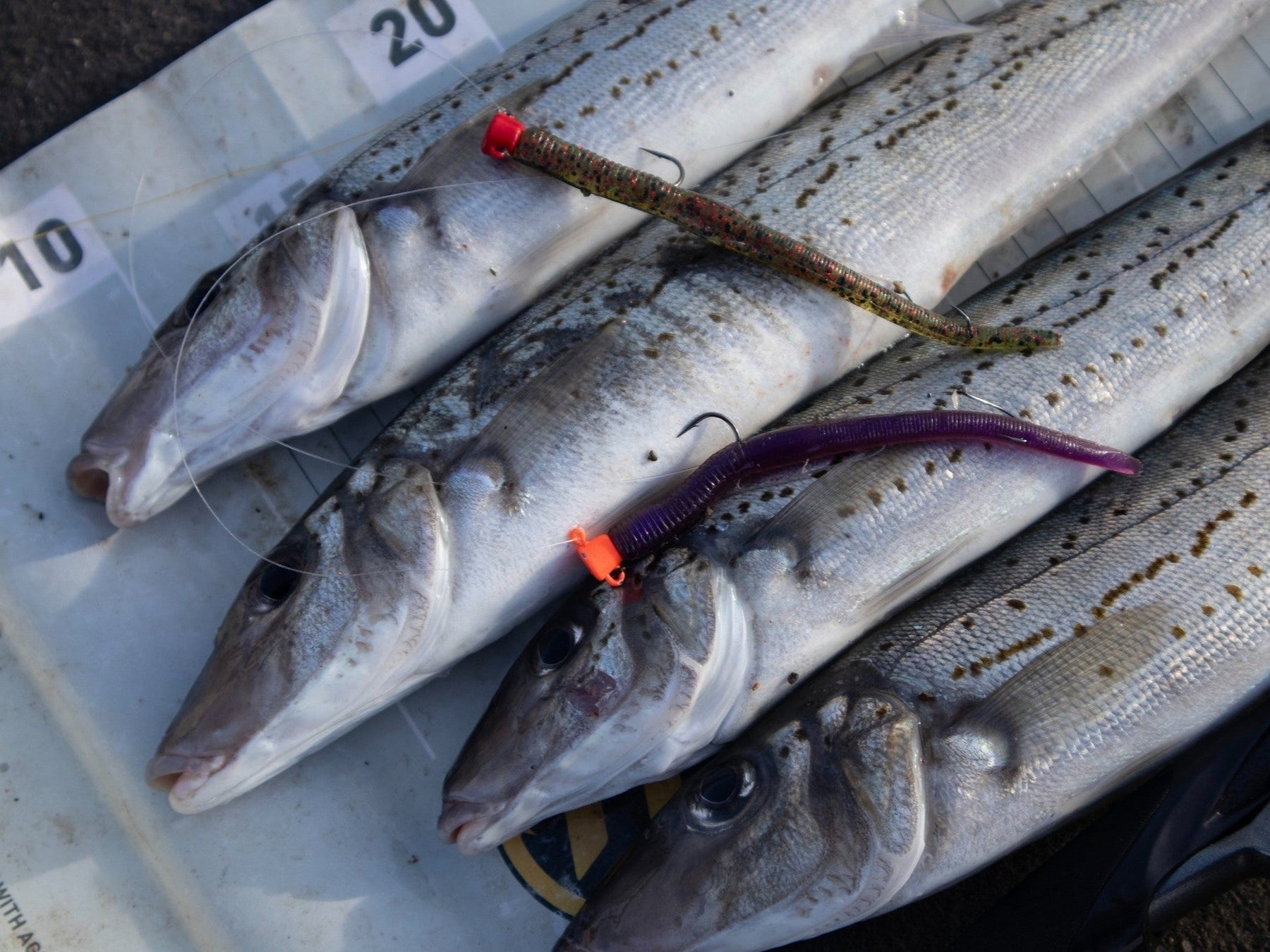 How to Rig the Y-Ting System