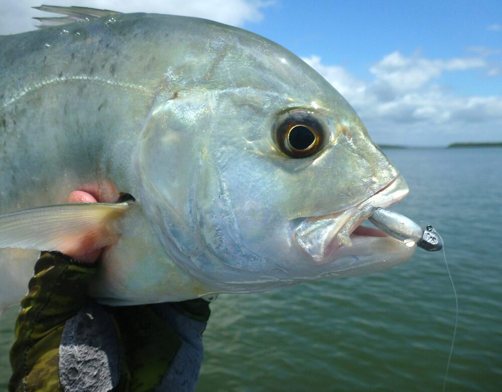 ZMan 1.75" Shad FryZ - Rig & Fish