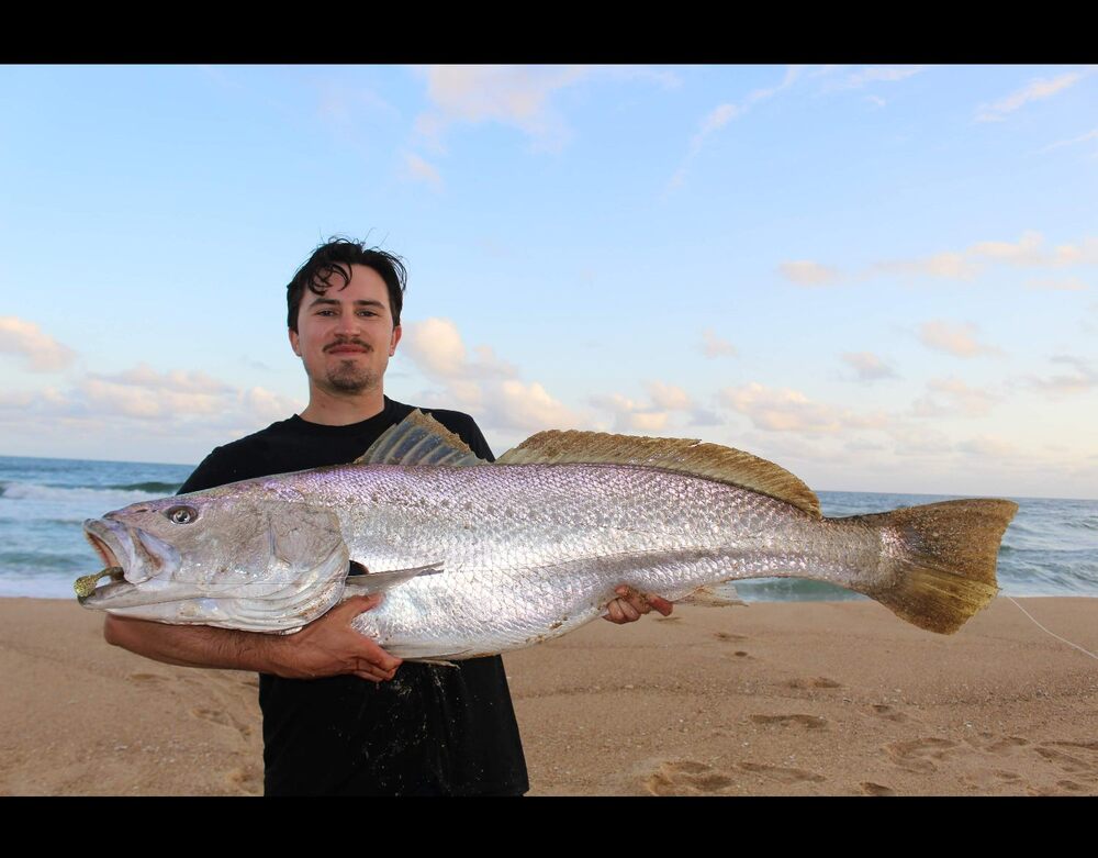 Mulloway Favourite - ZMan 6 Inch SwimmerZ
