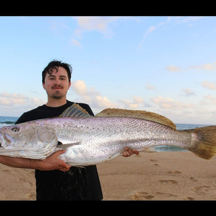 Mulloway Favourite - ZMan 6 Inch SwimmerZ