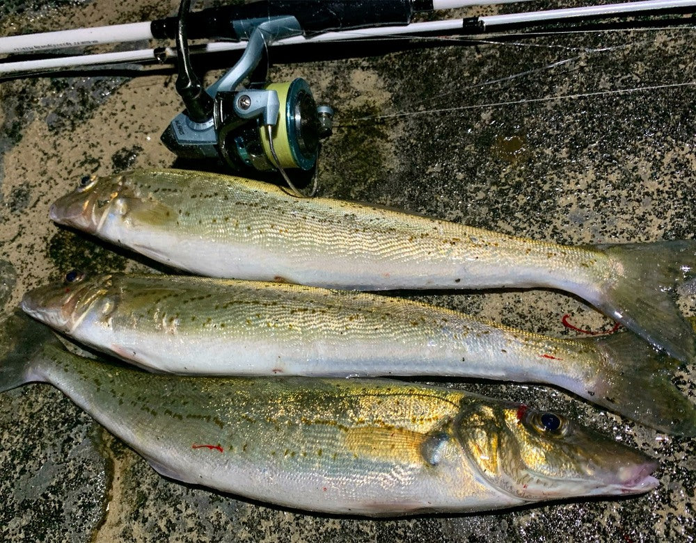 How to Catch King George Whiting Land Based