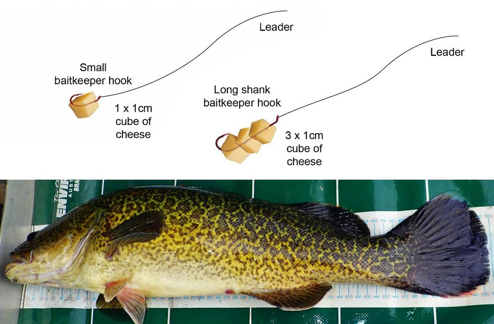 cheese hook fishing Buy Jed Welsh 3 Pack Leader Size 14 Rigs with #14 Hooks, Pre-Tied Ready to Fish-3 Pack, Clear Online at Low Prices in India suckers and salmonExcellent dropper nymph fly with gold bead heads tied on 2x stout TMC hooksExcellent Alaska or great Lakes salmon Trout Worms: Green Pumpkin Cheese
