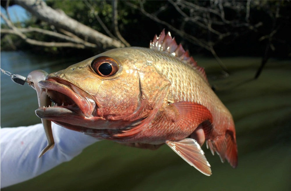How to Catch Mangrove Jack on Lures