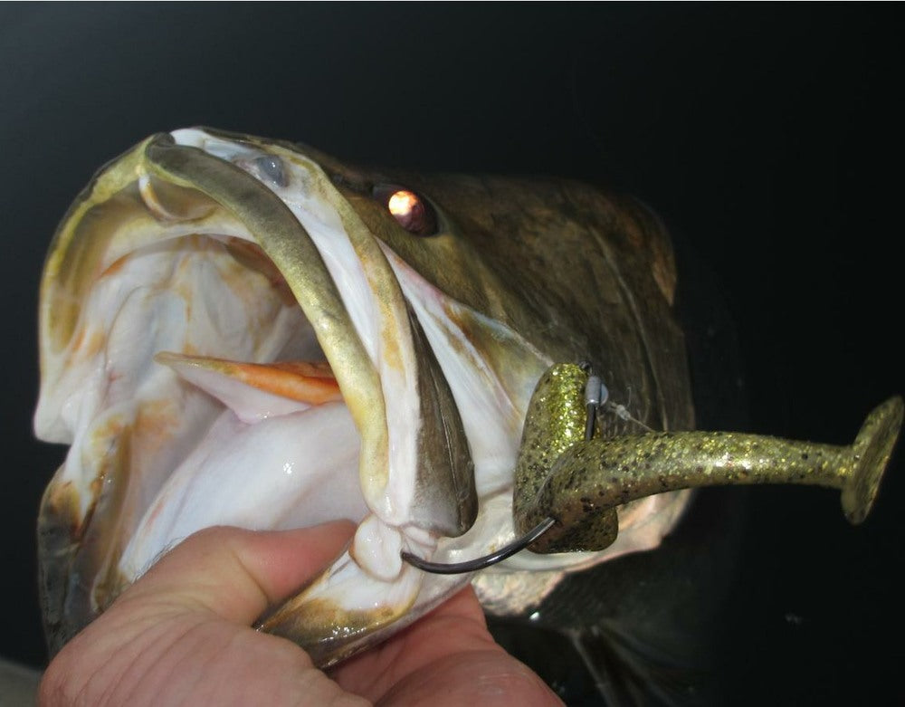 barramundi fishing lure tips Pack 10 TIPS - Impoundment Barramundi