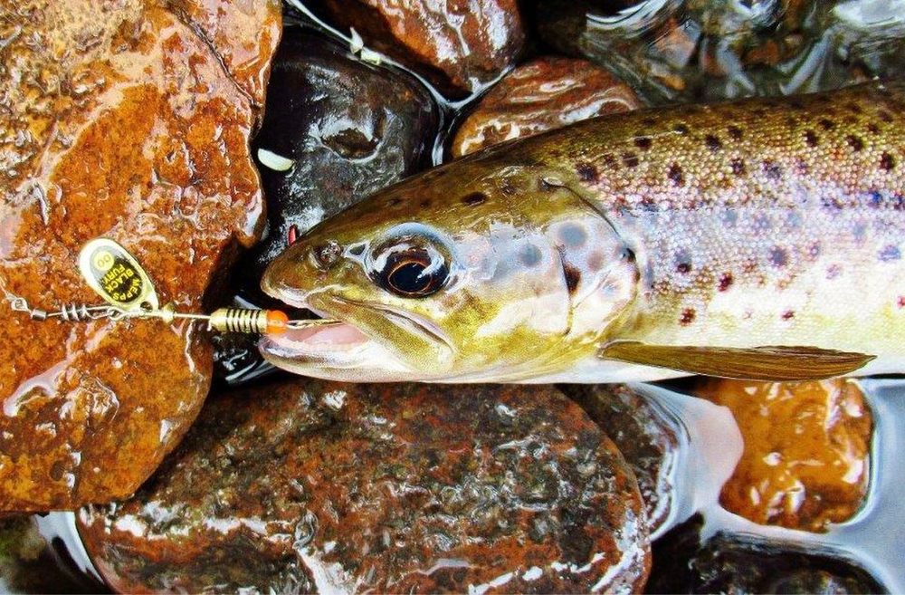 My Top 5 Mepps Inline Spinners