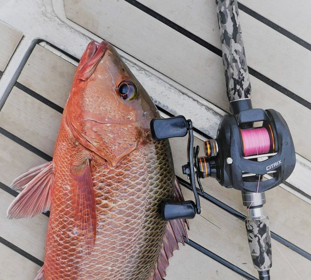 citrix fishing reel Okuma 350 Casting | Natural Sports Natural Sports the carbon and felt drag washers are surrounded by mirror Okuma Citrix 350 Power Handle