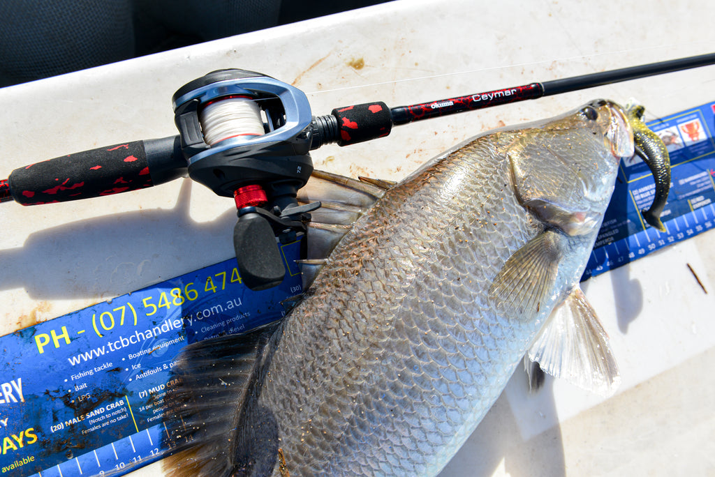 Live Bait Barramundi Rod Setup Shimano Slx Raider Barra Baitcast