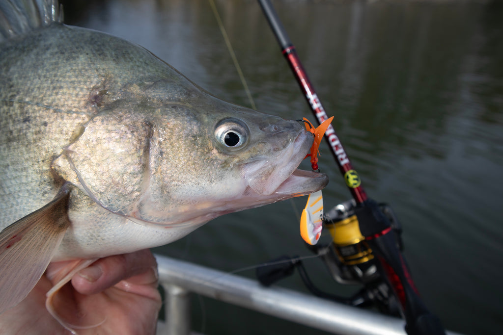 belly fishing reel TT RED BELLY SPIN ROD — Tackle Tactics