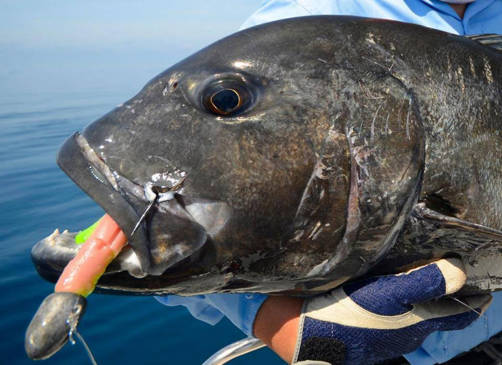 Z-Man Smokey Shad Streakz XL 8'' - Salt Impregnated To Give It A Little Flavor | at Z-Man Smokey Shad Streakz XL 8'' - Salt Impregnated To Give It A Little Flavor | at